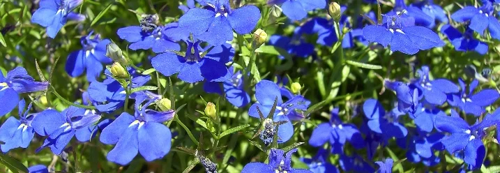 Viele blaue Blüten